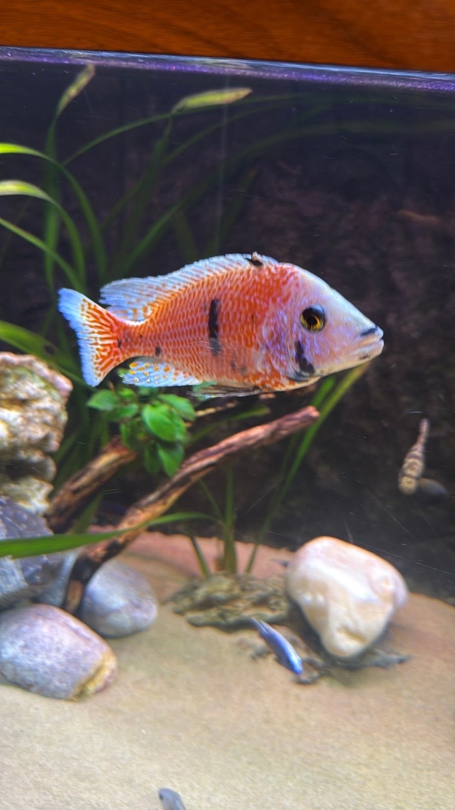Prachtige malawi chicliden, Dieren en Toebehoren, Vissen | Aquariumvissen, Vis