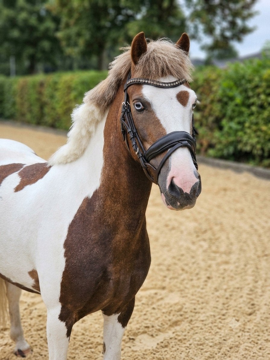 Unieke C pony, Ruin, Minder dan 160 cm, Recreatiepaard, 11 jaar of ouder