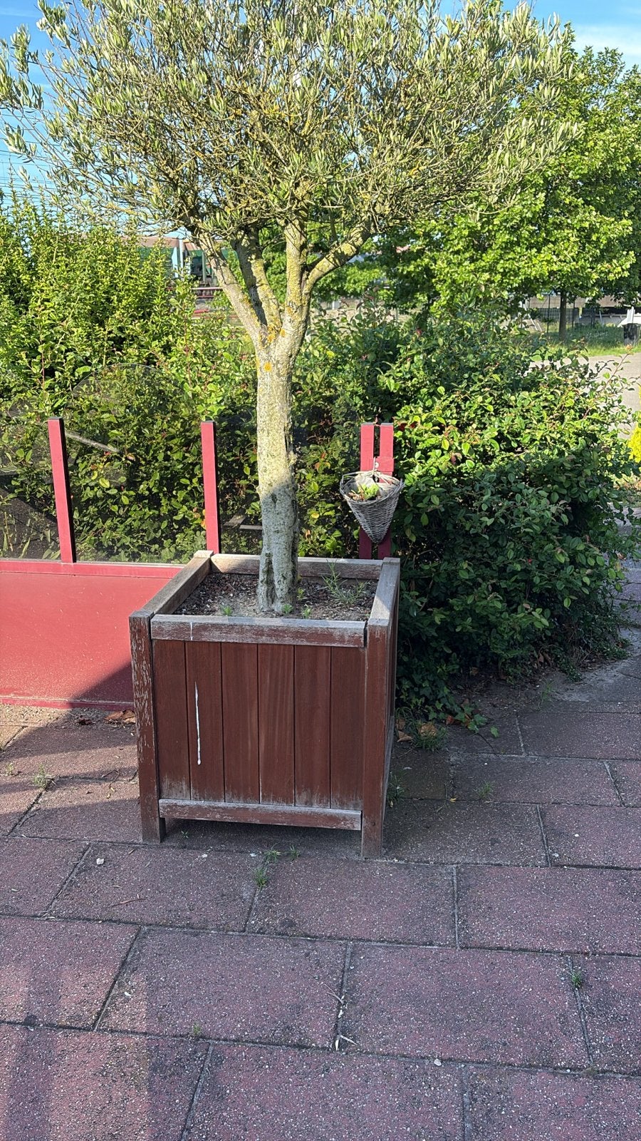 Olijfboom in houten plantenbak, afmeting bak 80x80x80, Tuin en Terras, Bloembakken en Plantenbakken, Gebruikt, Balkon, Vierkant