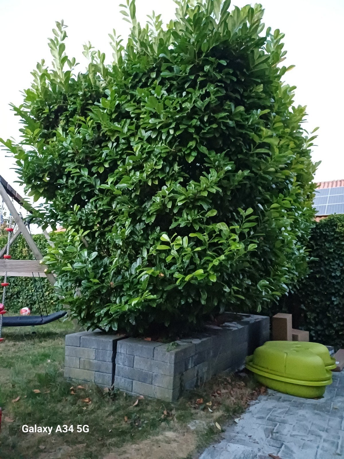 Gratis Laurierkers (ruim 3 meter hoog) - Zelf uitgraven, Ophalen, Overige soorten, 250 tot 400 cm