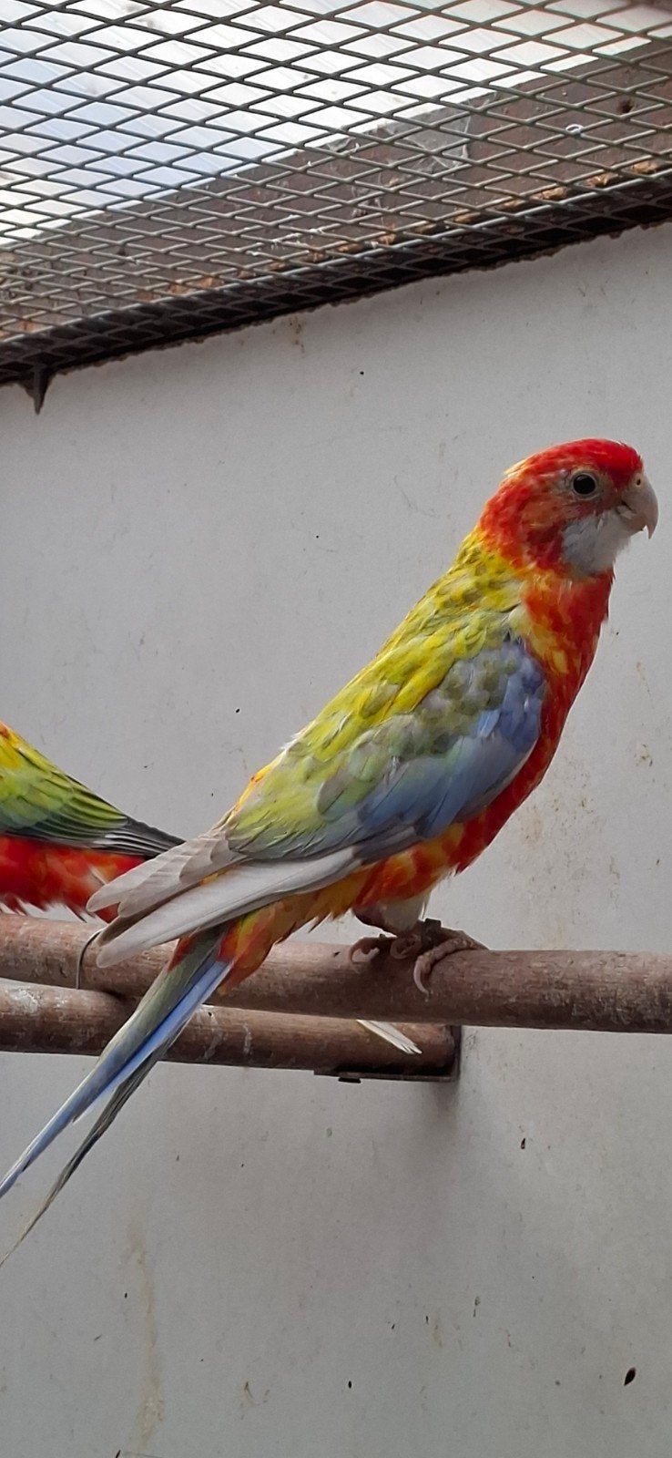 opaline pastel bonte witvleugel split golden en blauw, Dieren en Toebehoren, Mannelijk, Parkiet, Geringd