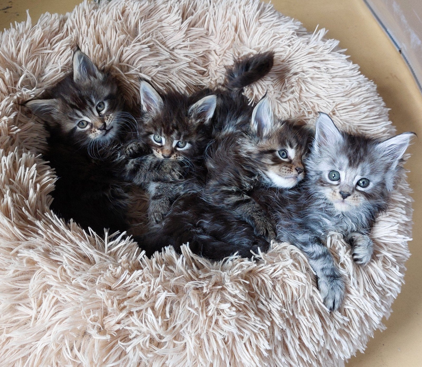 Super schattige Maine Coon kittens met stamboom, Meerdere dieren, Met stamboom
