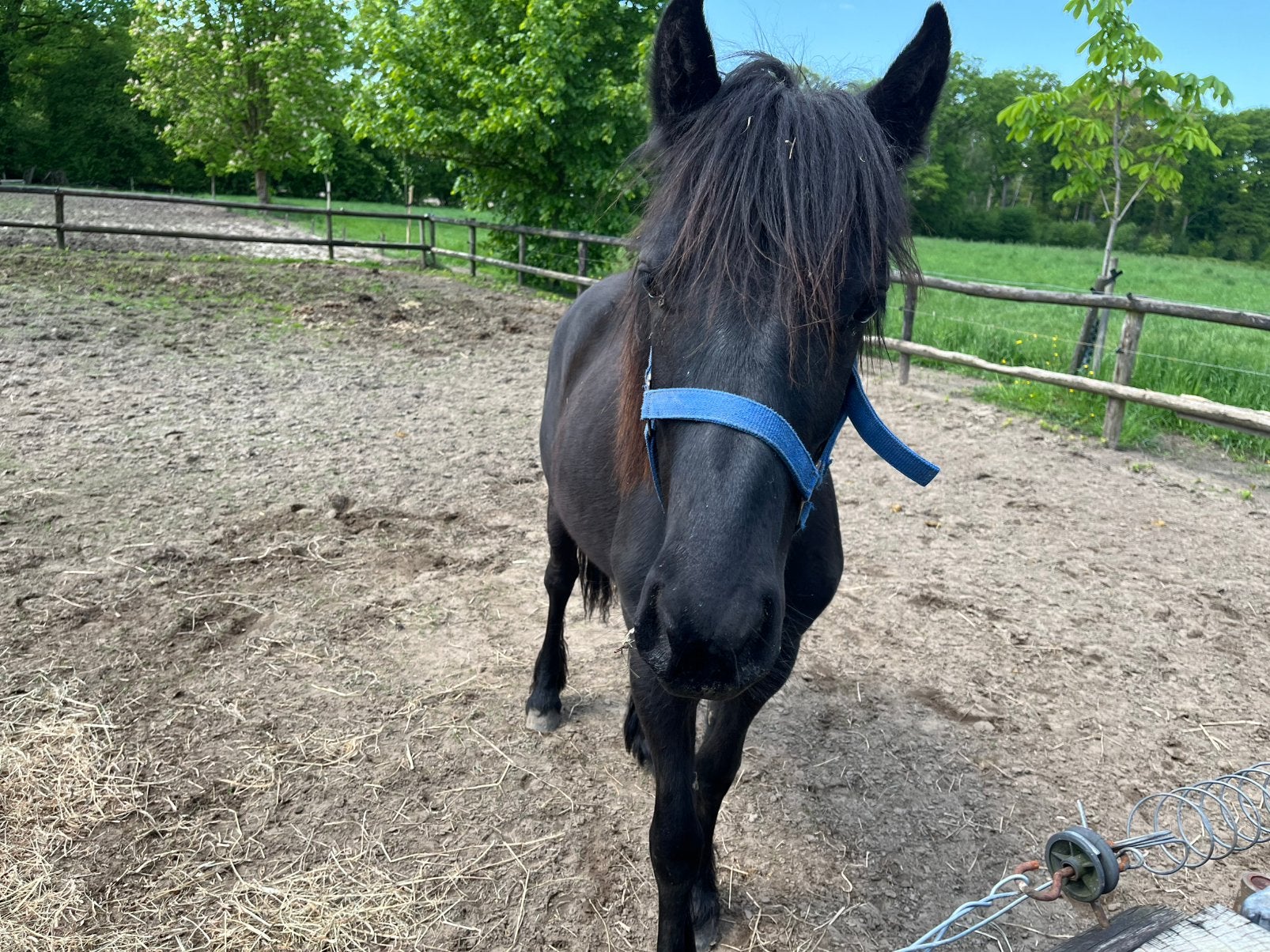 Fell pony, Dieren en Toebehoren, Pony's, Merrie, Onbeleerd, C pony (1.27m tot 1.37m), Recreatiepony, 3 tot 6 jaar, Met stamboom