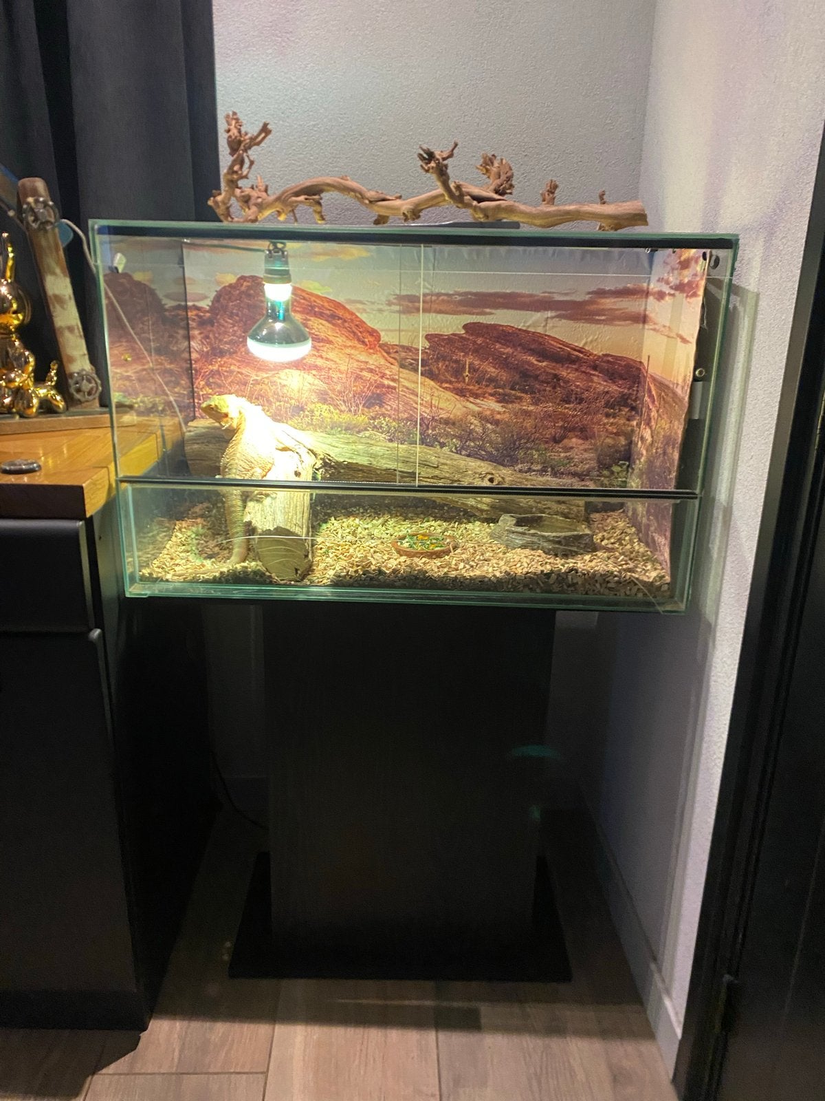 1 jarige baardagaam incl terrarium Bearded Dragon photo 6