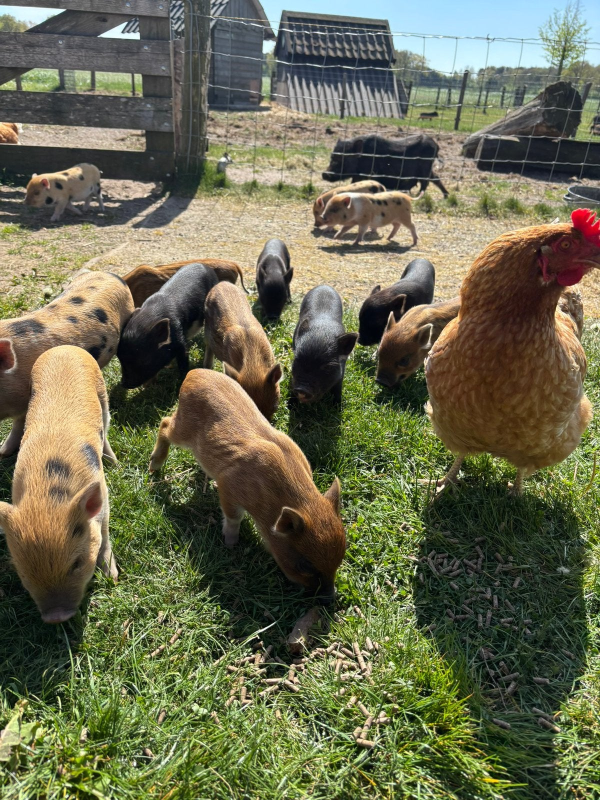Mini varkens in november verwacht!🐽, Dieren en Toebehoren, Meerdere dieren, Varken, 0 tot 2 jaar