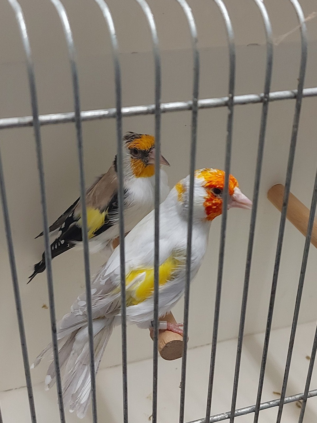 majoor putters kweek koppel, Meerdere dieren, Wildzangvogel