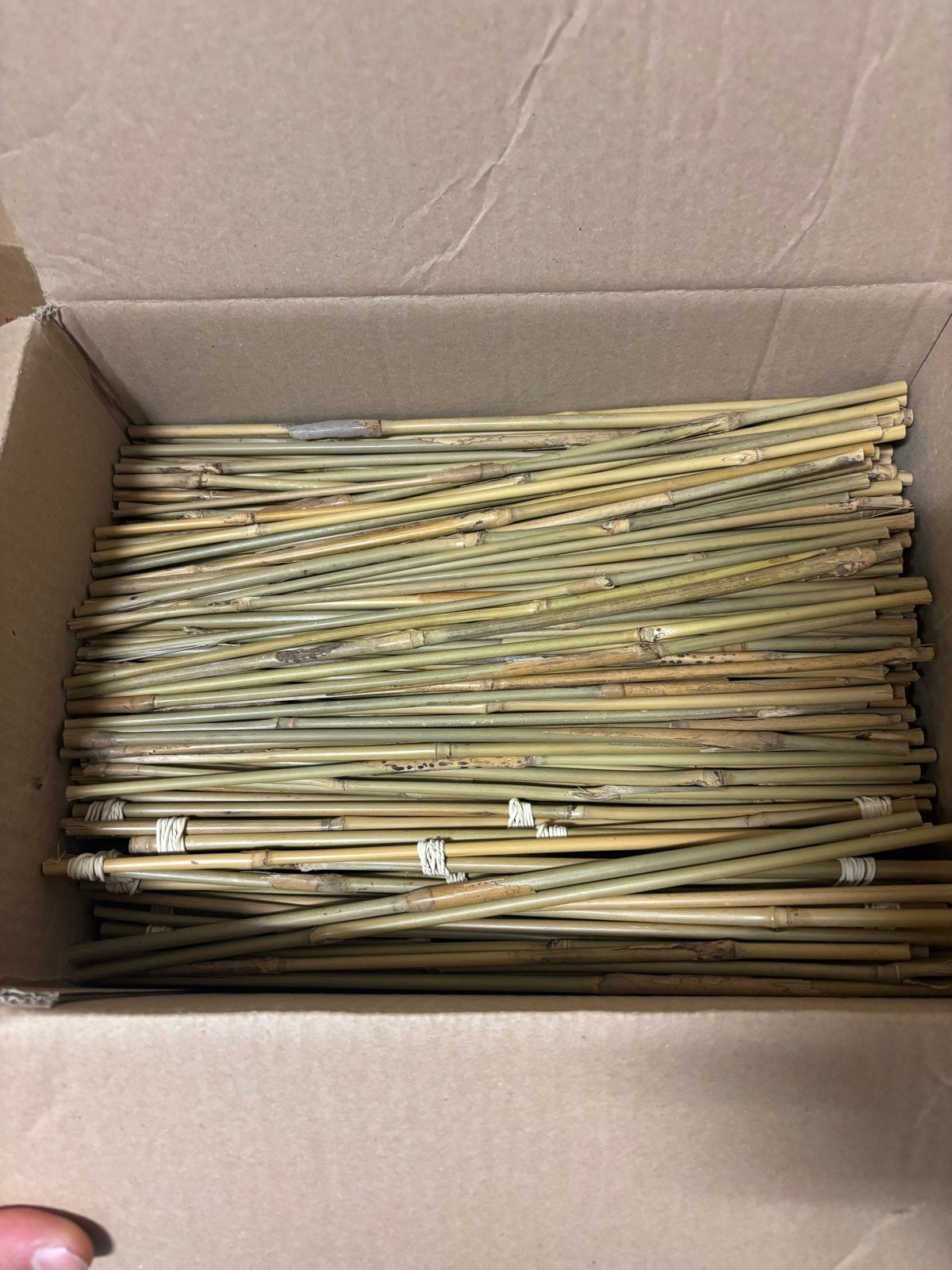 Bamboe stokken van Bambox - Diverse lengtes, Ophalen of Verzenden, Nieuw