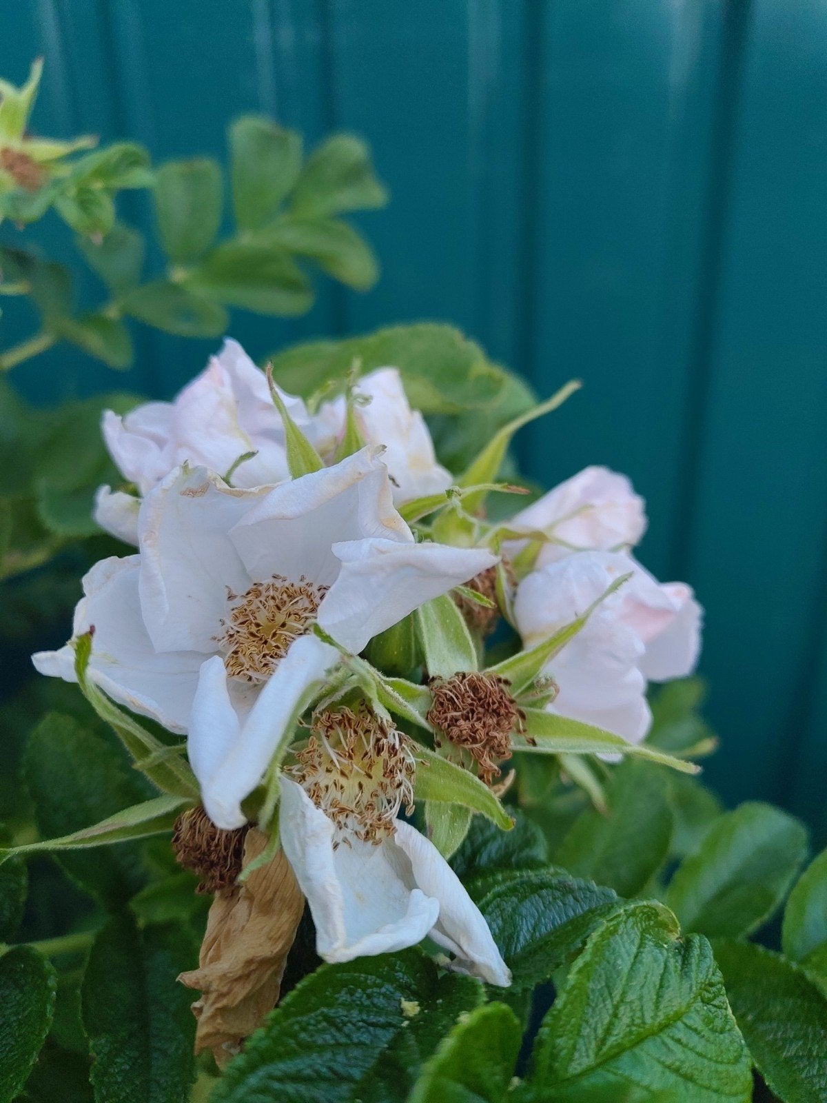 Wilde roos Rosa rugosa wit, Ophalen