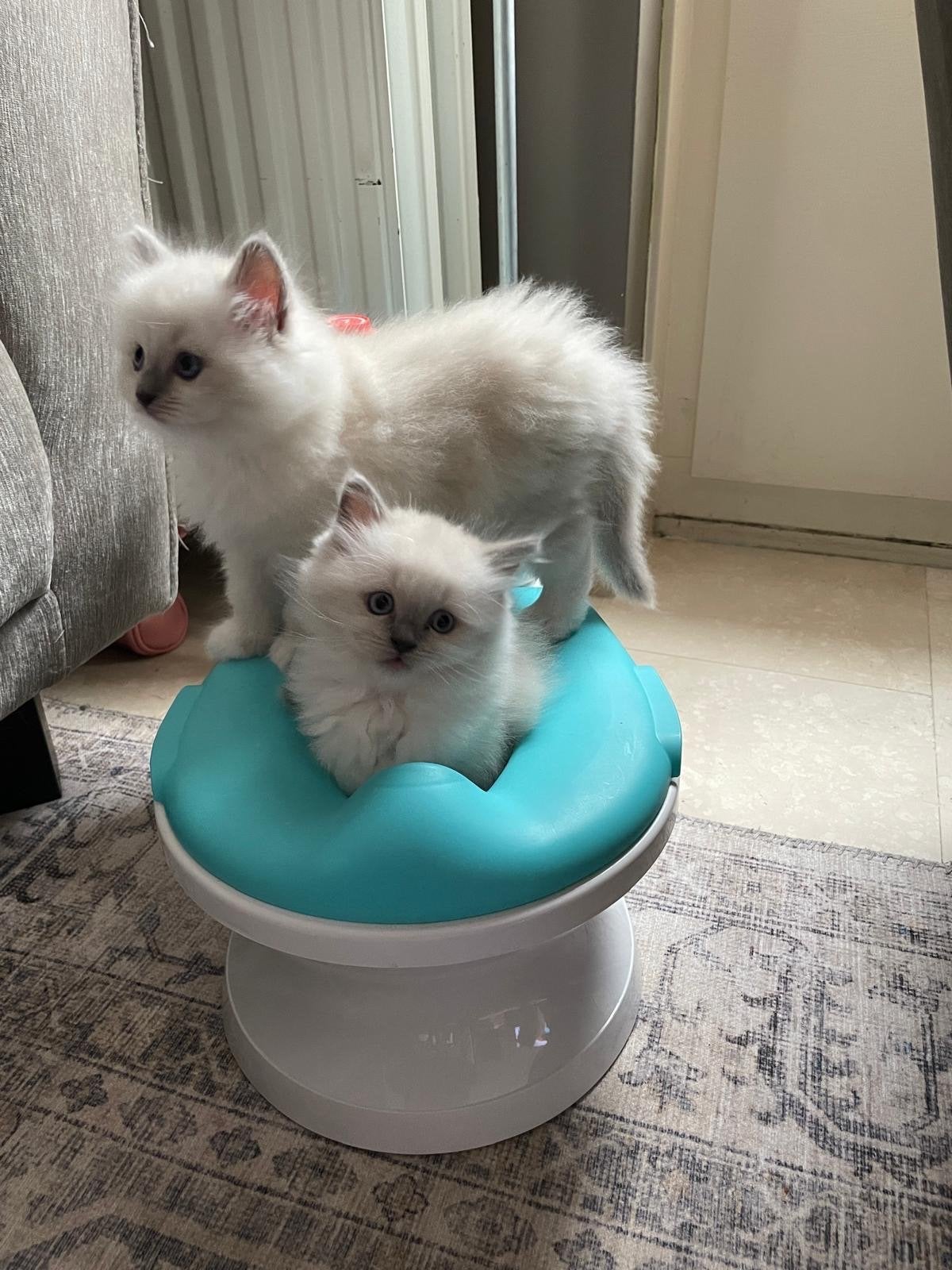 Ragdoll kittens, Meerdere dieren, Ontwormd, 0 tot 2 jaar