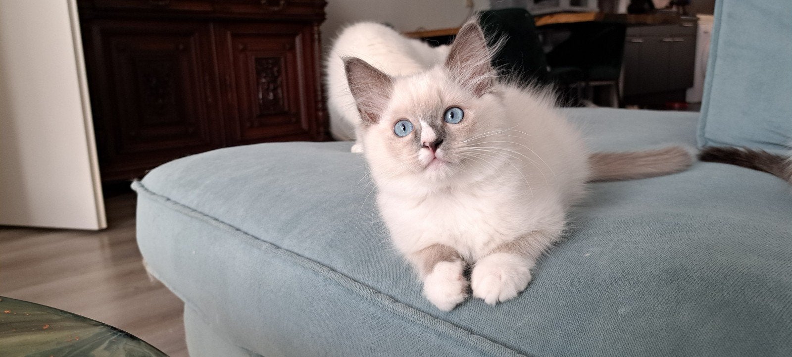 Ragdoll katertjes, stamboom, mogen verhuizen
Vader groot int, Kater, Met stamboom, 0 tot 2 jaar