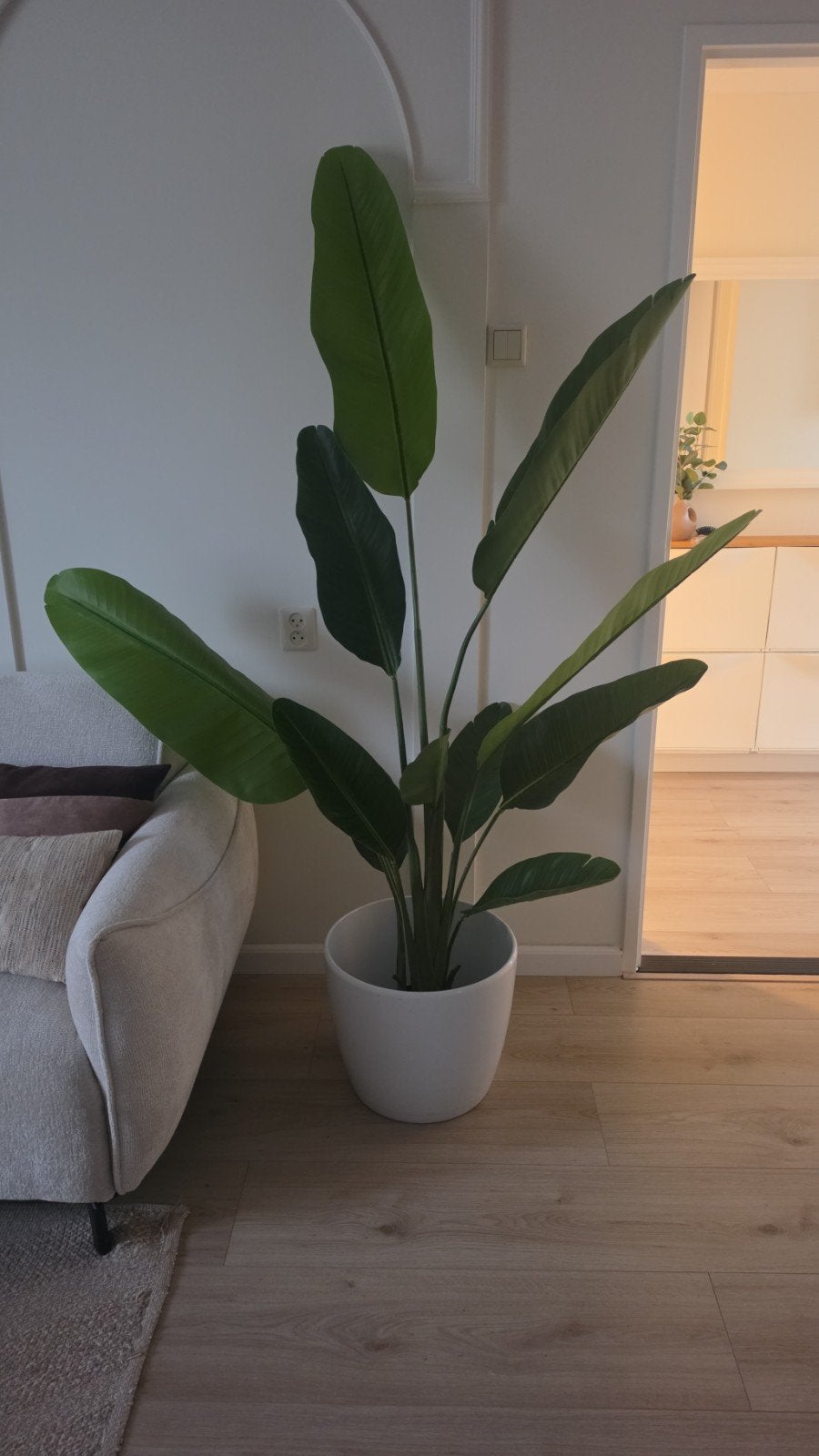 Grote kunst kamerplant met pot, Ophalen, Overige soorten, Halfschaduw, In pot