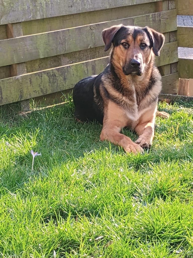 Dekreu, Dieren en Toebehoren, Honden | Dekreuen, Reu, Eén hond, Nederland, Particulier