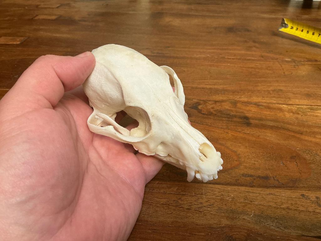 SCHeDeL HoND DWeRGSCHNauZeR NaTuuR KaDo TaXiDeRMy LeuK CooL, Verzamelen, Ophalen of Verzenden, Nieuw, Hond of Kat, Schedel