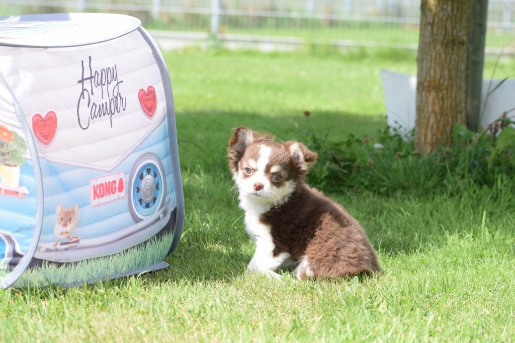 Chihuahua pups diverse kleuren, Nederland, 15 weken tot 1 jaar, Parvo, Meerdere