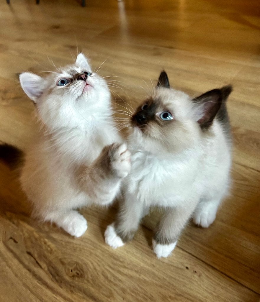 Ragdoll kittens, Kater, Gechipt, 0 tot 2 jaar