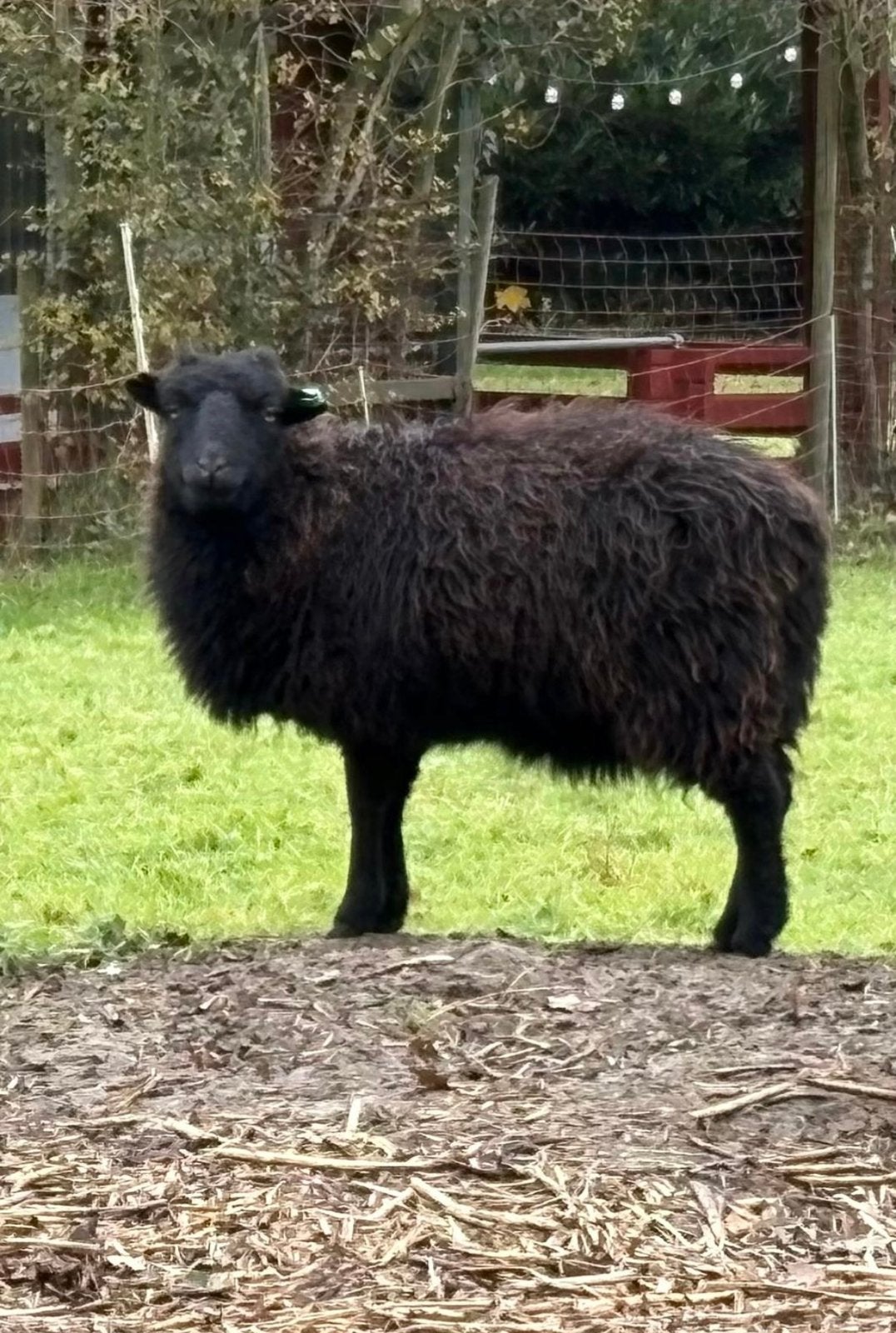 Zwoeger+arr vrij stamboek Ouessant Ooitje, Vrouwelijk, Schaap