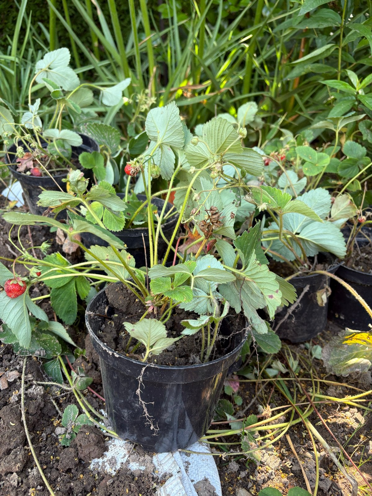 Jonge aardbeiplanten - framboos, Tuin en Terras, Planten | Tuinplanten, Ophalen, Volle zon, Vaste plant, Fruitplanten