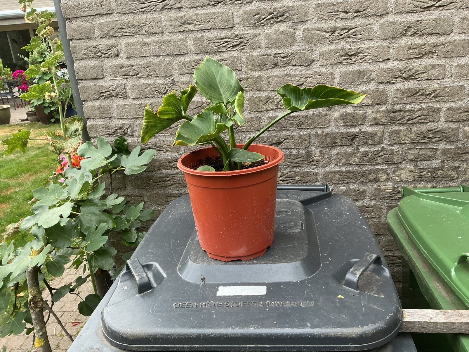 Aronskelk, Volle zon, Vaste plant, Lente, Ophalen