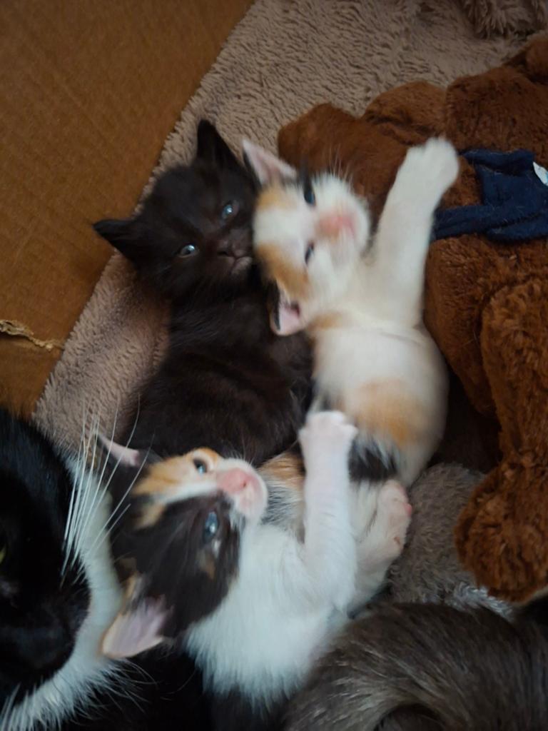 Mooi nestje kittens, Dieren en Toebehoren, Katten en Kittens | Overige Katten, Meerdere dieren