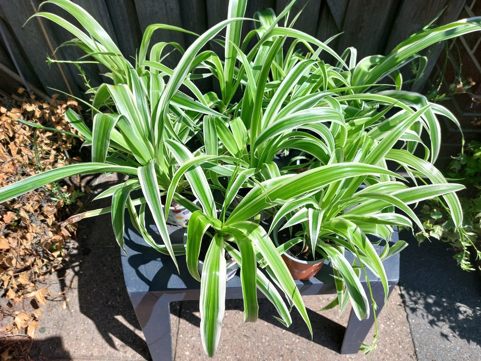 hangplant graslelie, Ophalen, Overige soorten, Halfschaduw, In pot