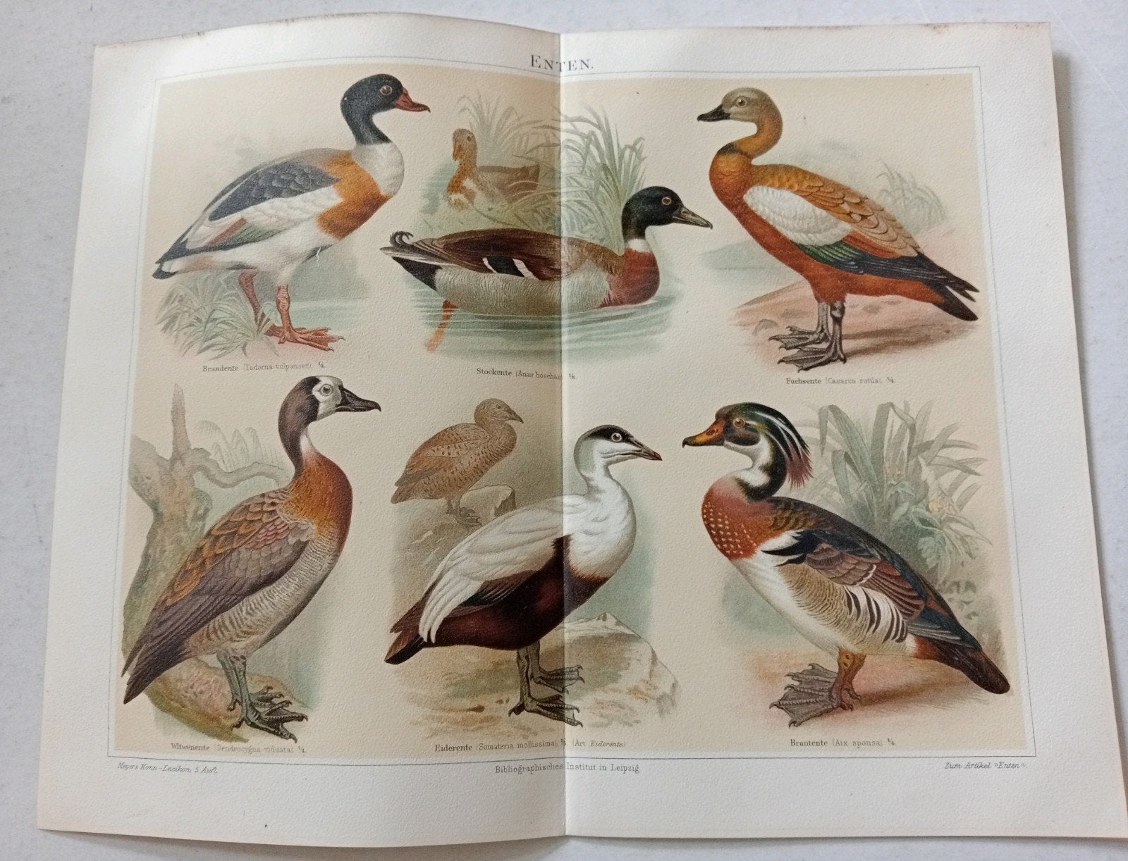 Lithografie Eenden uit 1895, Ophalen of Verzenden, Voor 1940, Gebruikt, Overige onderwerpen