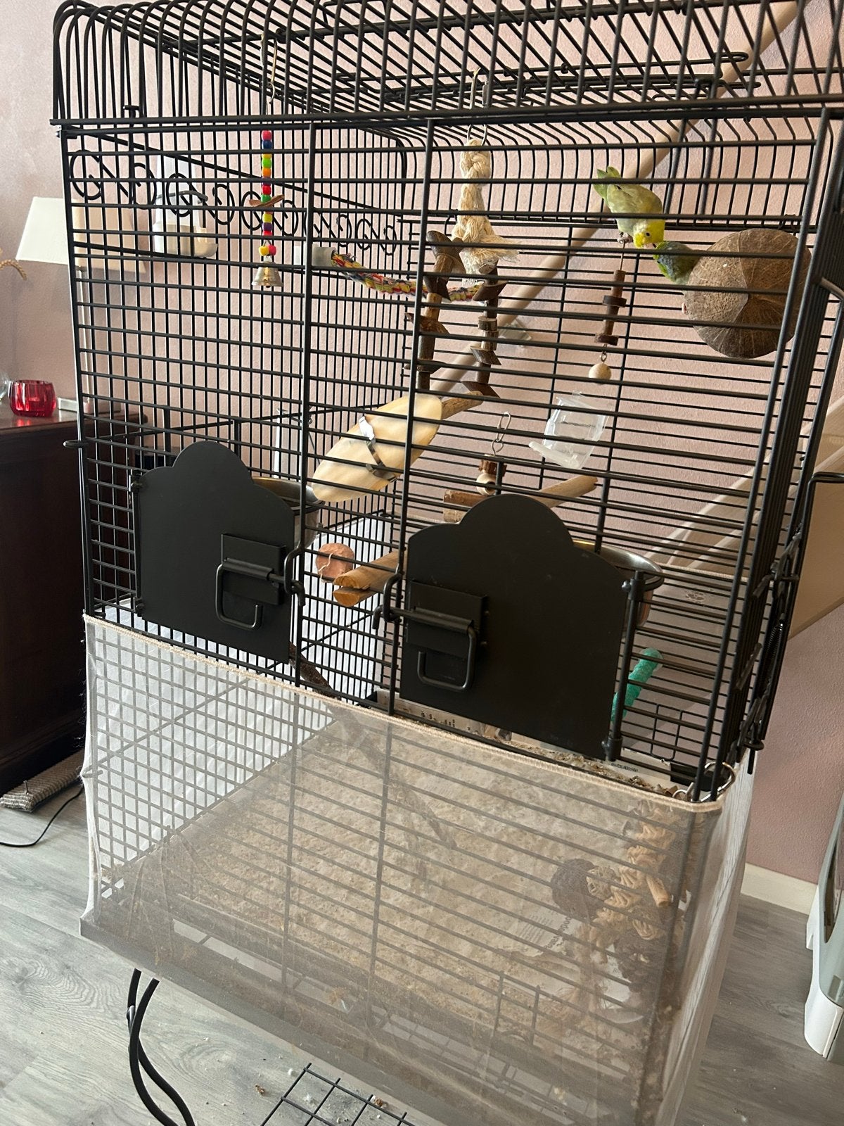 2 forpus vogels met kooi, Dieren en Toebehoren, Geslacht onbekend, Dwergpapegaai of Agapornis, Tam