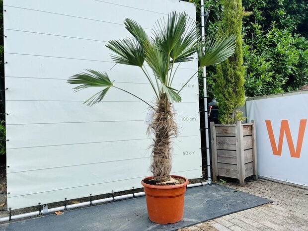 Palmboom - Trachycarpus Wagnerianus - Stamhoogte 70-80 cm, Bloeit niet, Ophalen of Verzenden, 100 tot 250 cm, Palmboom