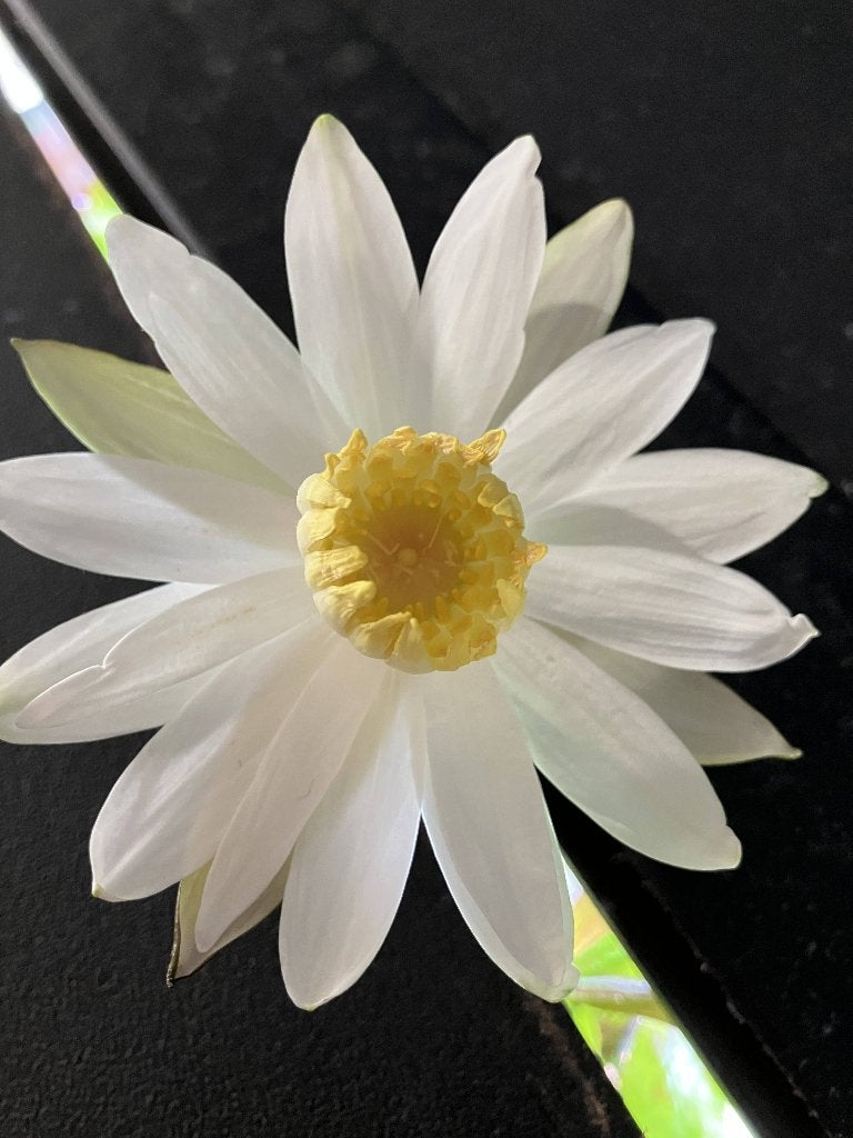 Nymphaea of rode tijgerlotus, Dieren en Toebehoren, Vissen | Aquaria en Toebehoren, Ophalen, Zo goed als nieuw, Plant(en), Steen of Hout
