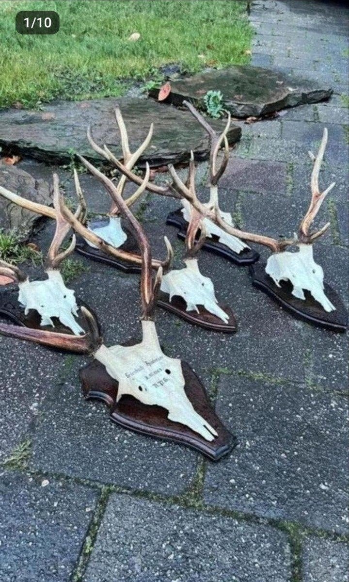 Prachtige Edelhert & Damhert schedels schild kleine prijsjes, Verzamelen, Dierenverzamelingen, Ophalen of Verzenden, Zo goed als nieuw