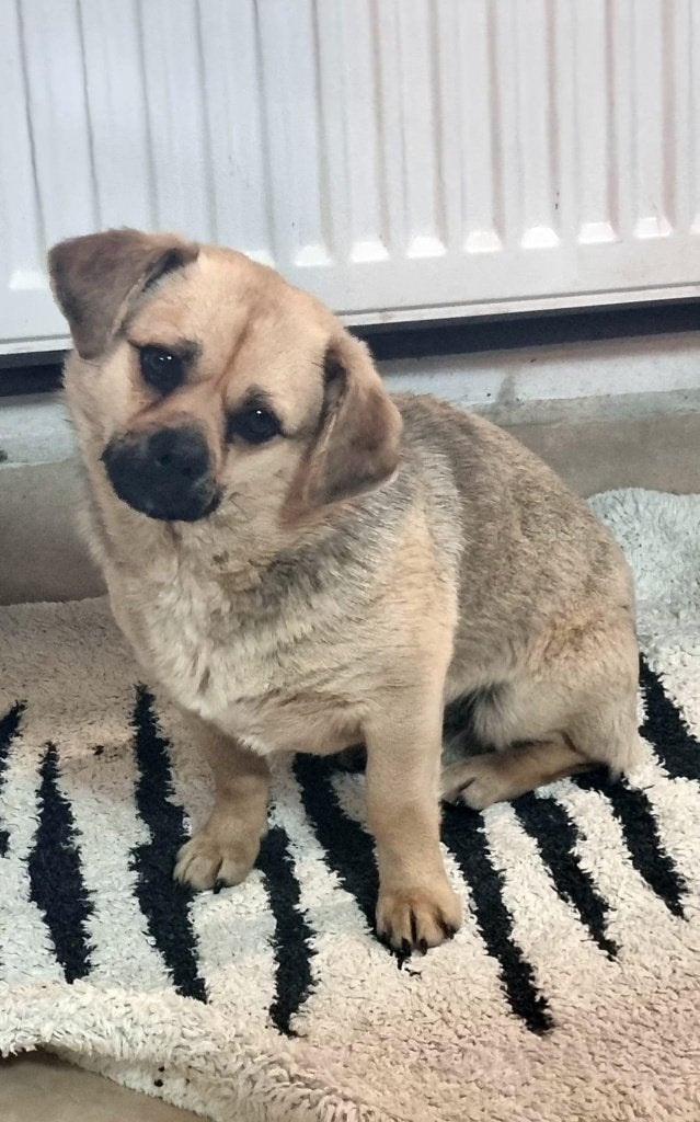 Enzo, Dieren en Toebehoren, Particulier, Reu, 1 tot 2 jaar, Buitenland
