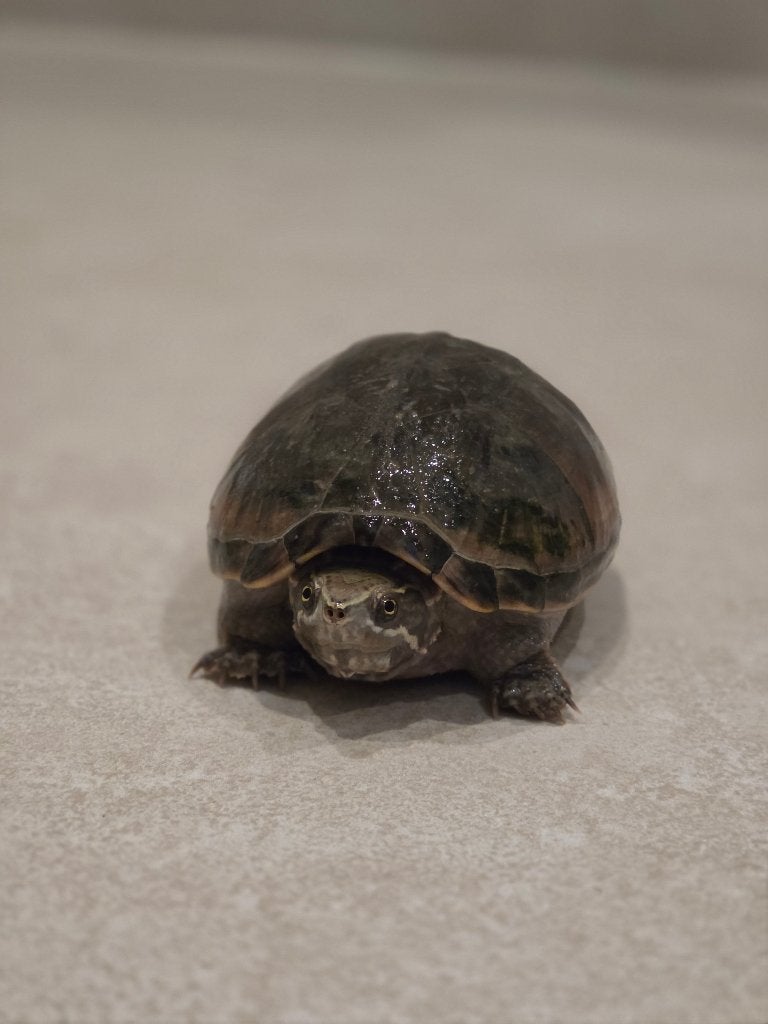 Schildpad, Dieren en Toebehoren, Reptielen en Amfibieën, Schildpad, Tam, 3 tot 6 jaar