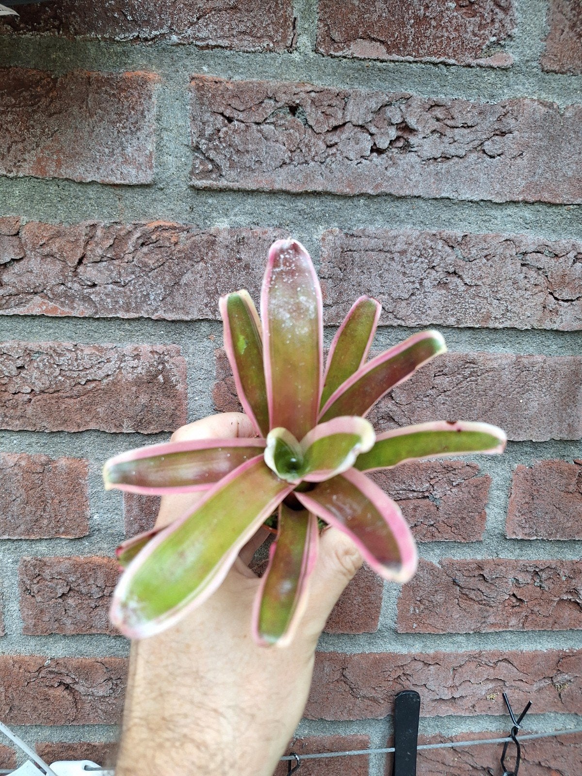 diverse mini bromelia's, Ophalen of Verzenden, Halfschaduw, Minder dan 100 cm