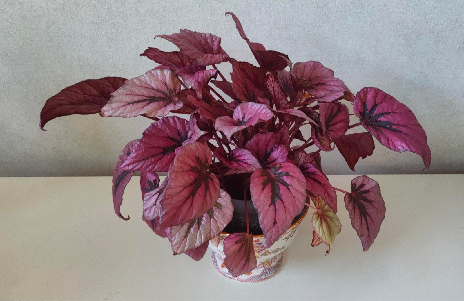 Begonia beleaf 'Indian Summer' 26 cm, nu met roze bloemetjes, Overige soorten, In pot, Minder dan 100 cm, Bloeiende kamerplant