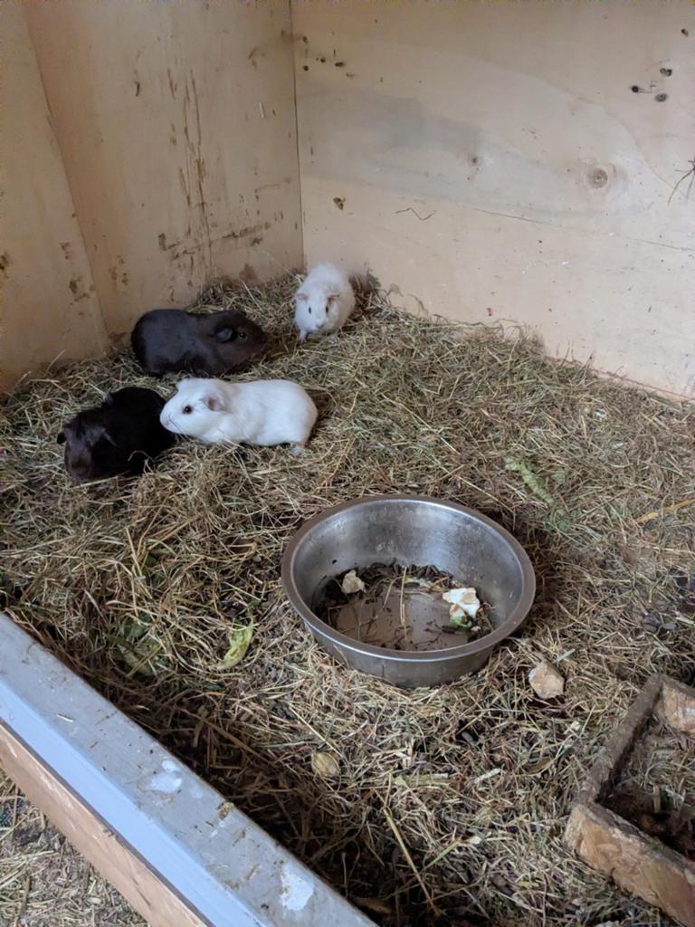 Cavia, April, Mannelijk, Cavia
