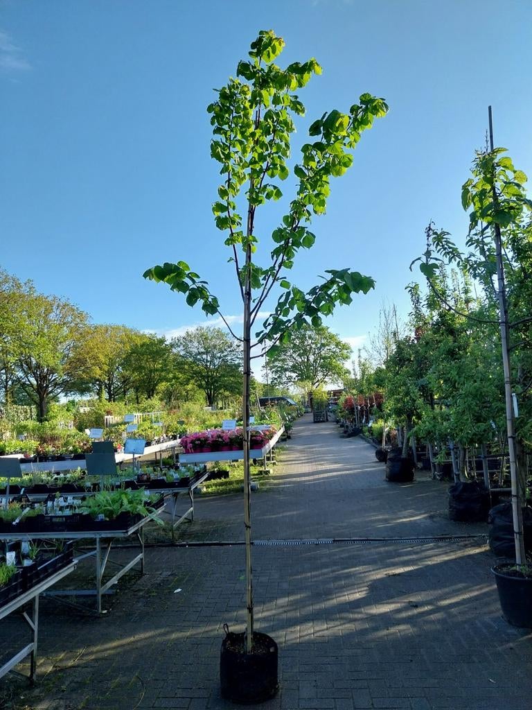 Zomerlinde (Tilia platyphyllos) - Grote bladeren, Overige soorten, 250 tot 400 cm, Zomer, Ophalen