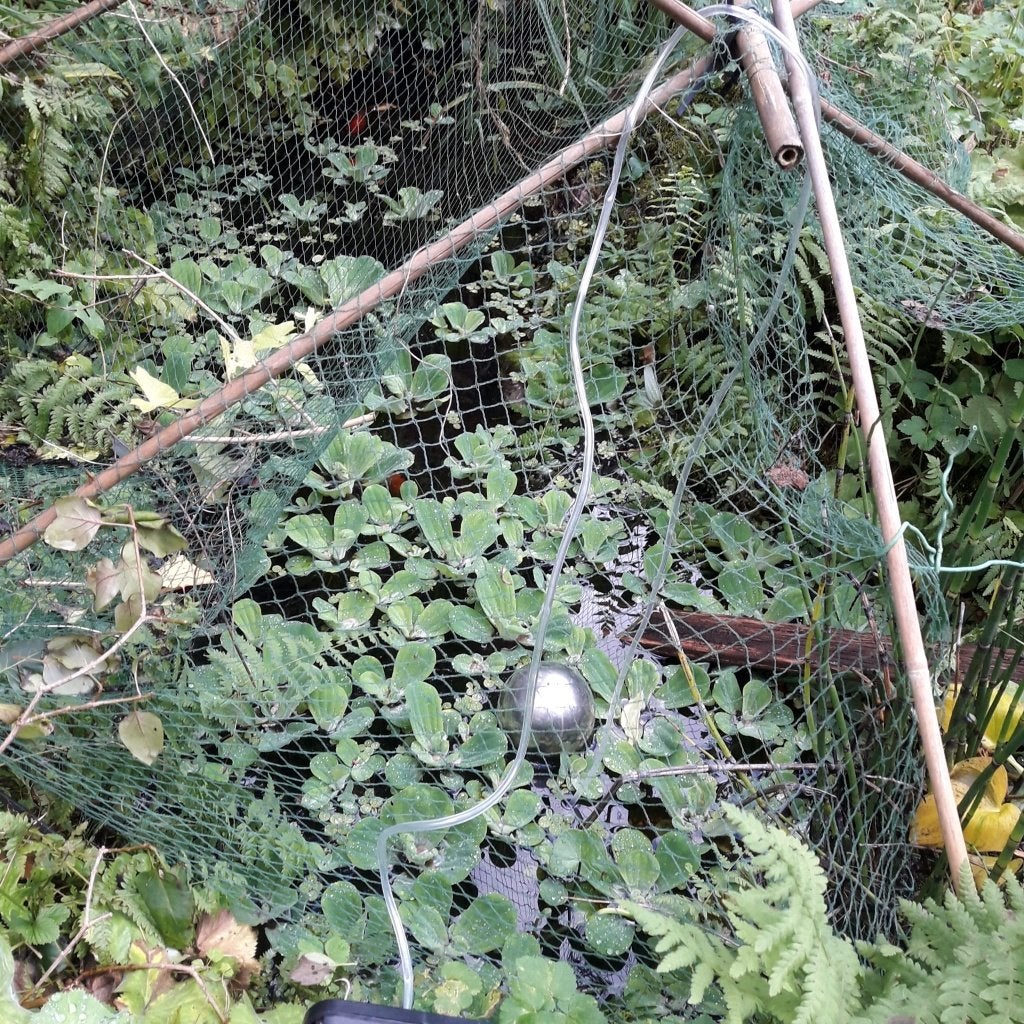 Drijfplantjes voor vijver en aquaria, Dieren en Toebehoren, Ophalen, Nieuw, Plant(en), Steen of Hout