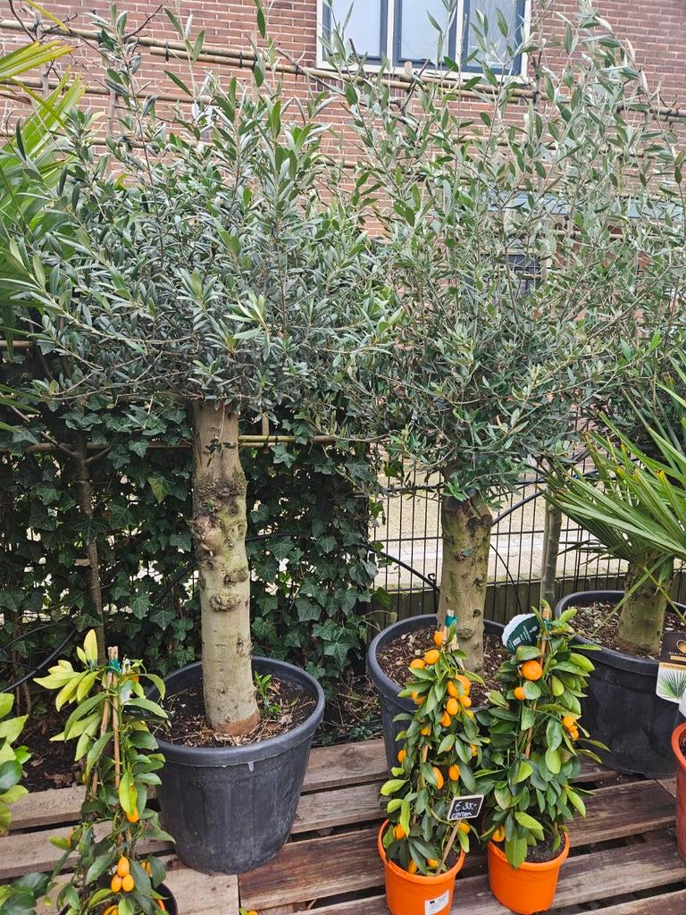 Olijfbomen 170/180 hoog dikke stam 125-139 euro, Tuin en Terras, Planten | Bomen, Volle zon, Ophalen of Verzenden, 100 tot 250 cm