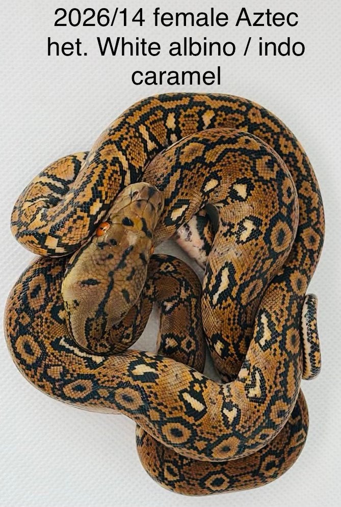 Nakweek Python Reticulatus Reticulated Python photo 10