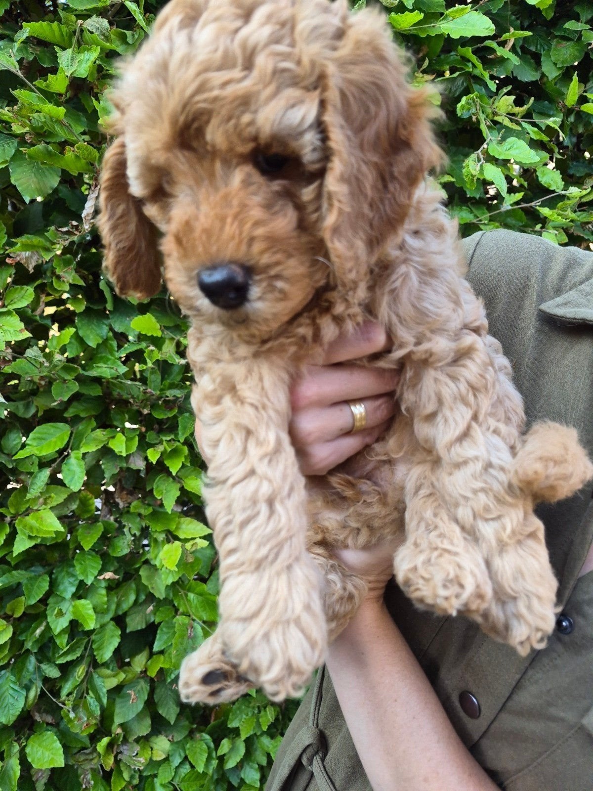 Prachtige Multigen Labradoodle pups ( nog 2 beschikbaar ), Dieren en Toebehoren, 8 tot 15 weken, Parvo, Meerdere, Meerdere dieren