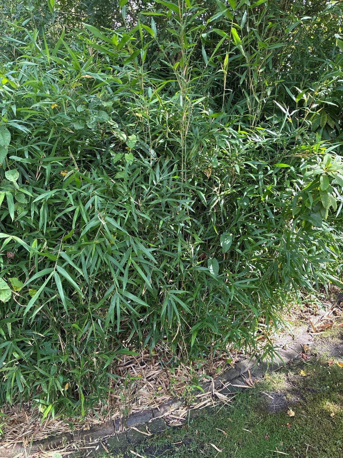 Bamboe planten - gratis af te halen, Ophalen, Volle zon, Vaste plant, Siergrassen