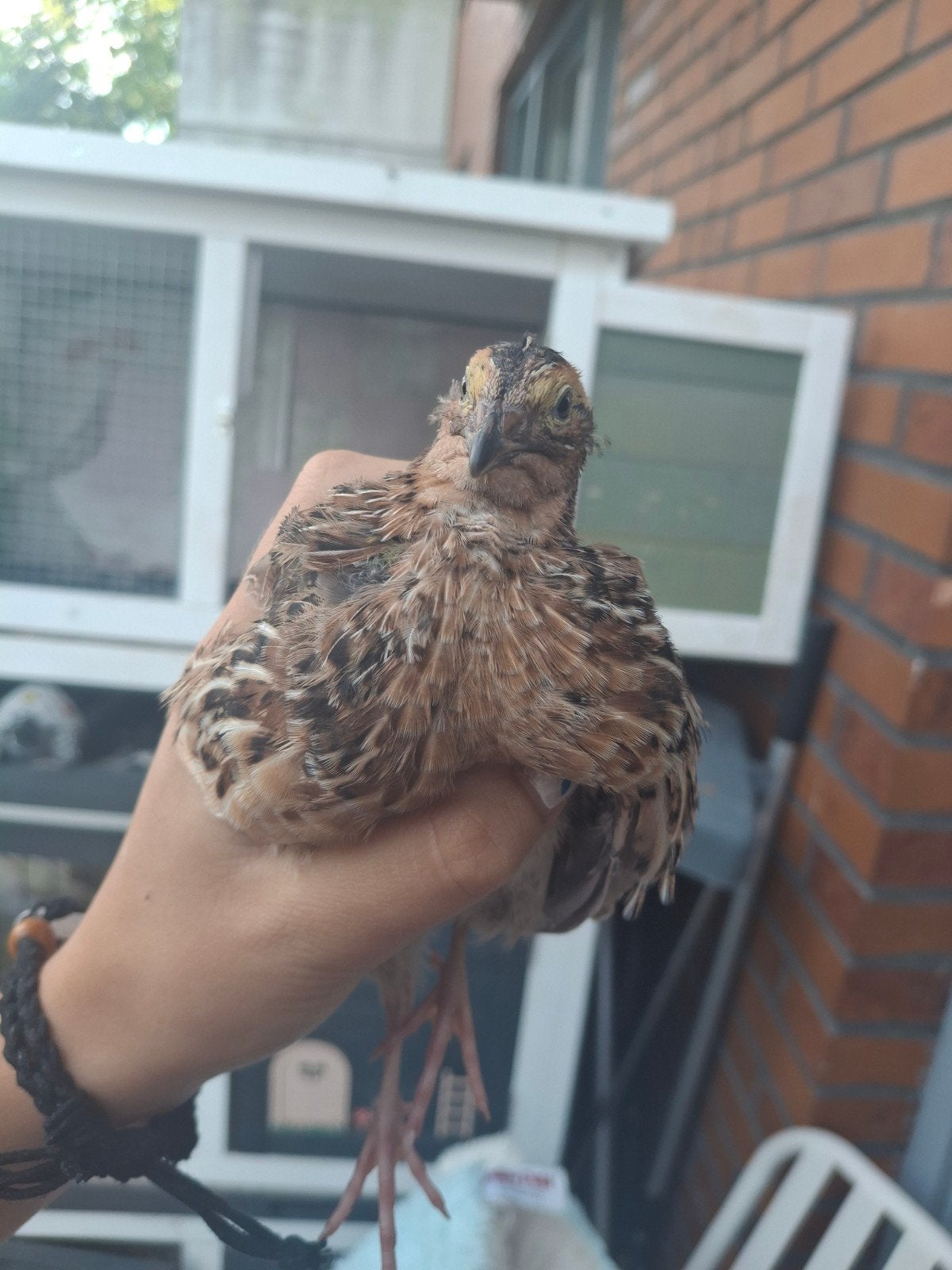 vrouetjes kwartel, Mannelijk