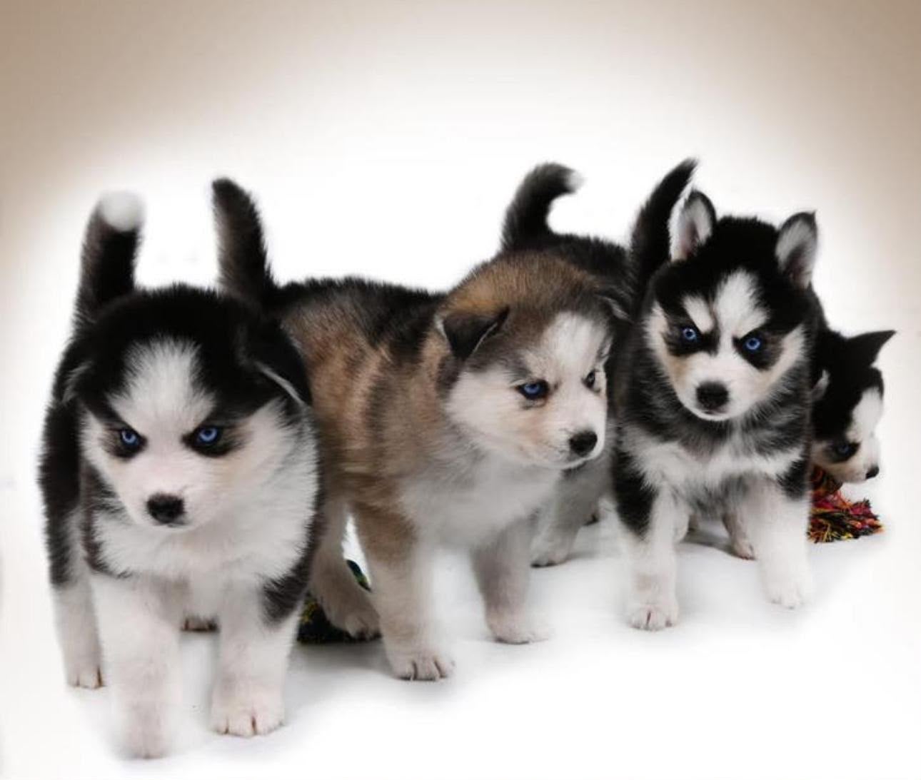 Op zoek naar een gezonde Pomsky pup ?, Nederland, CDV (hondenziekte), 8 tot 15 weken, Poolhond