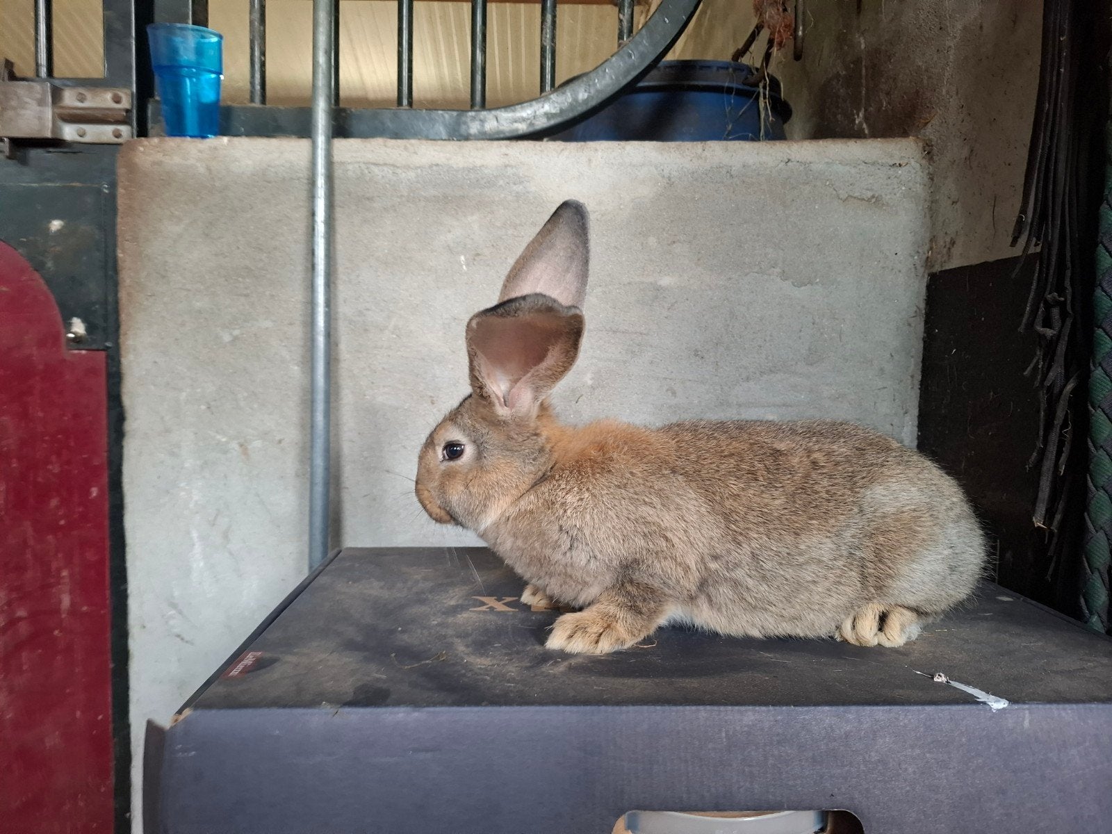 Te koop nog 1 voedster Duitse reus x vlaamse reuze, Dieren en Toebehoren, Vrouwelijk, Groot