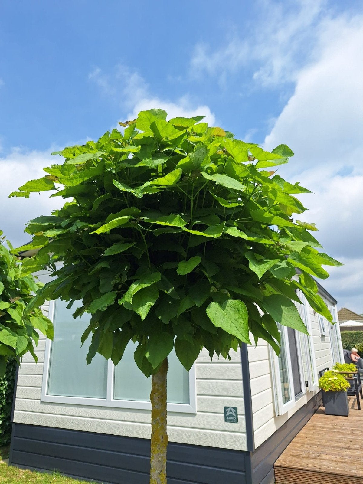 Mooie bol bomen, Tuin en Terras, Planten | Bomen, Ophalen of Verzenden, Volle zon, Overige soorten, 100 tot 250 cm