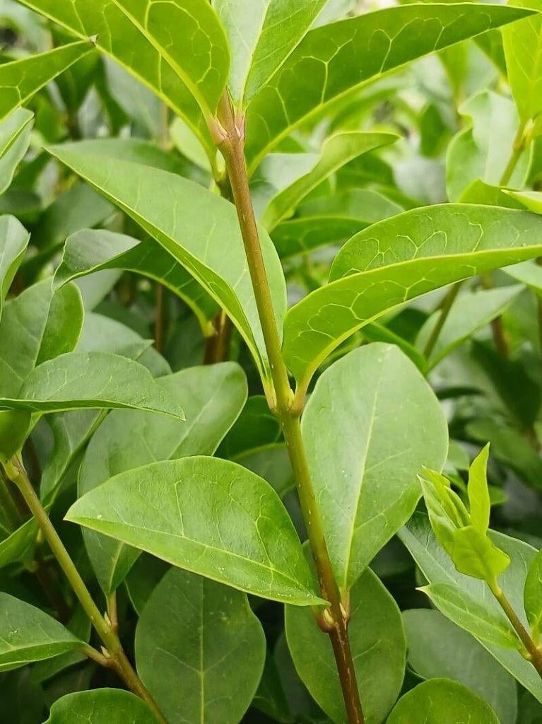 Ligustrum ovalifolium 25-30 cm ligusterhaag, Ophalen of Verzenden, Liguster, Haag, Minder dan 100 cm