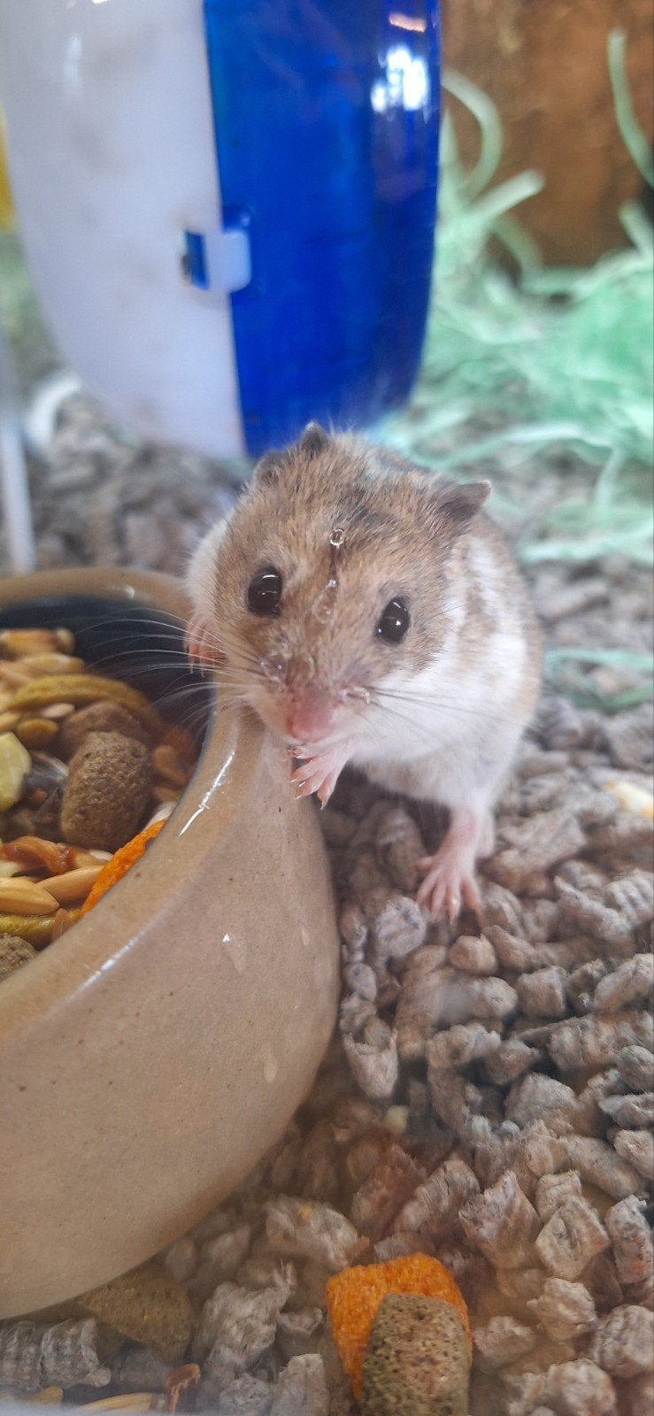 Lieve Chinese hamster vrouw, Dieren en Toebehoren, Knaagdieren, Hamster, Juni, Vrouwelijk, Tam