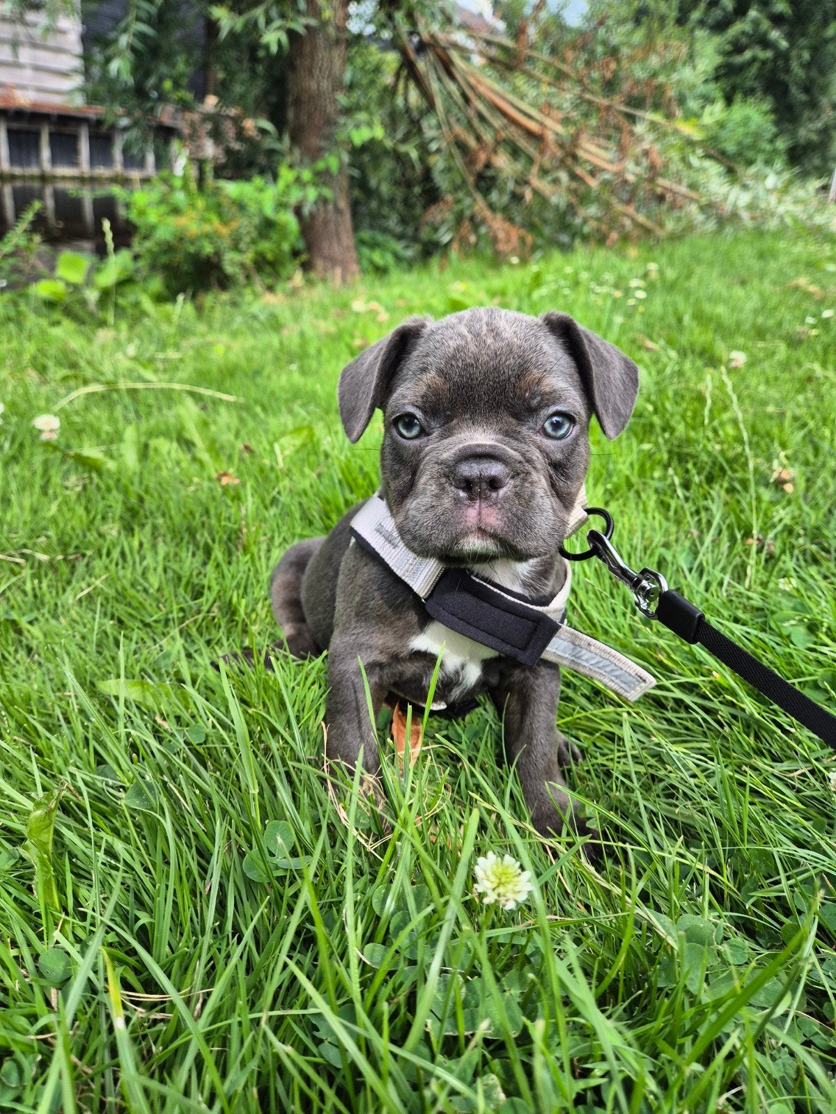 Herplaatser: Prachtige Franse Bulldog pup 10 weken oud, Dieren en Toebehoren, Honden | Bulldogs, Pinschers en Molossers, 8 tot 15 weken