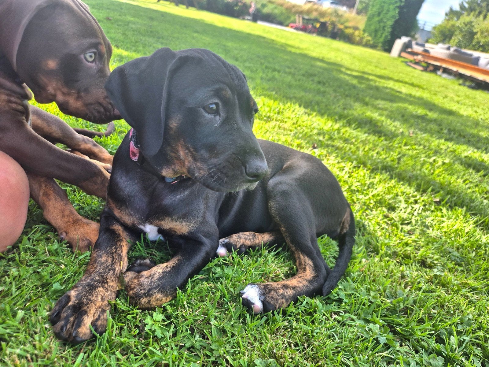 Mooie raszuivere Catahoula pups, Parvo, Overige rassen, 8 tot 15 weken, Teef