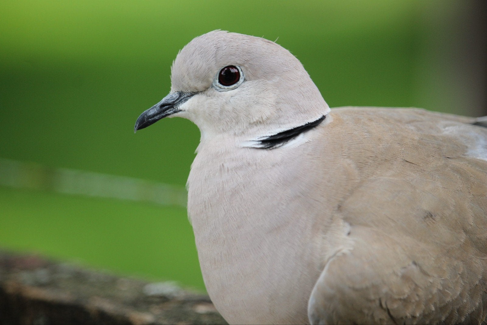 Hobby fotograaf aangeboden, Ophalen