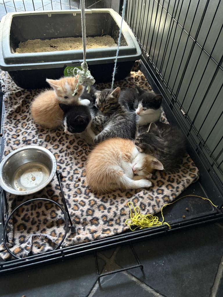 Europese kortharige boerderij kittens, Dieren en Toebehoren, Meerdere dieren, Ontwormd